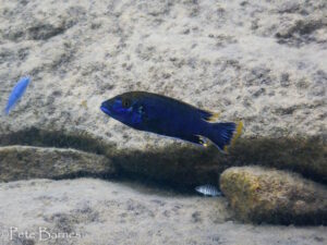 Melanochromis mpoto
